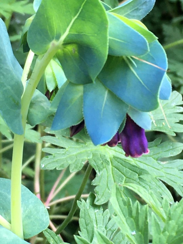 Cerinthe in flower