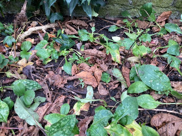 leaves rotting and growing