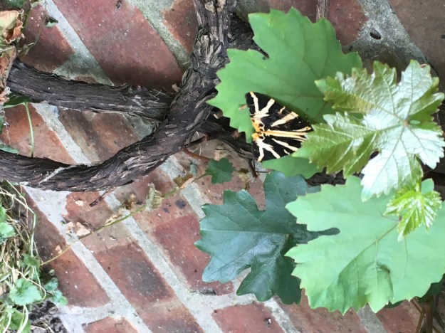 Tiger Moth on leaf