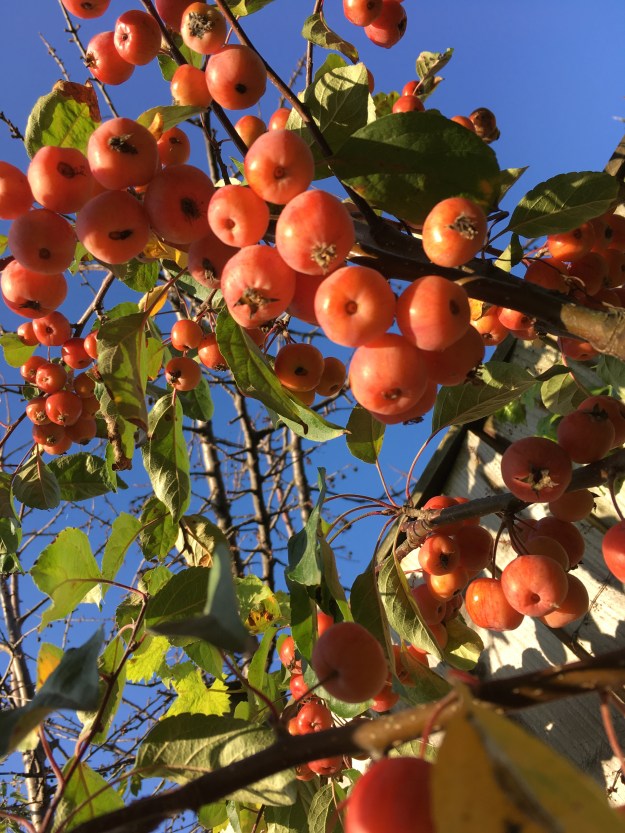 crab apples