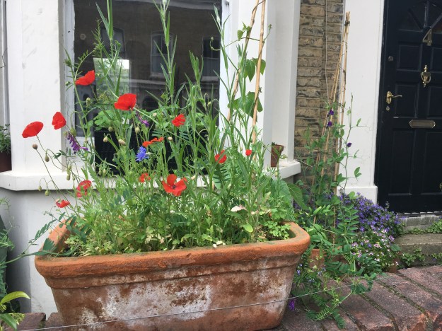 poppies in a planter