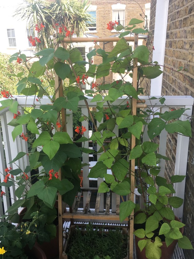 beans on the trellis