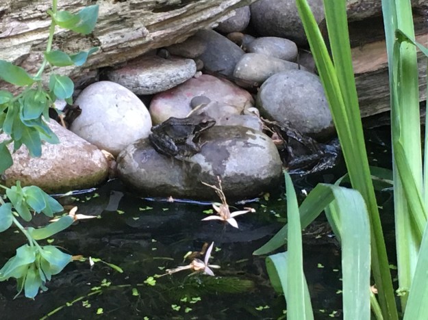 Frog on a stone