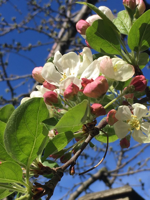 Crab apple blossom