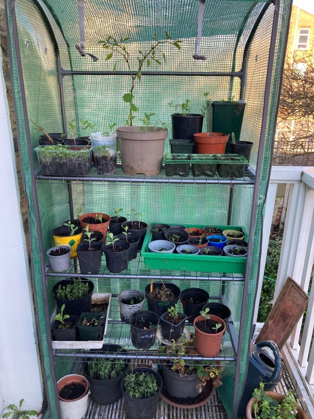 interior of mini greenhouse