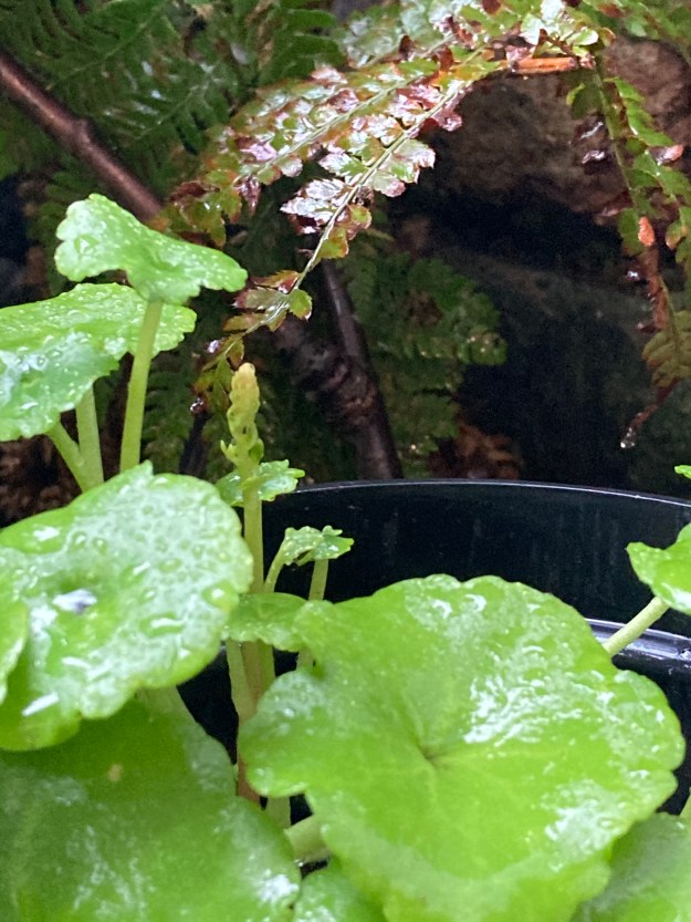 leaves and a flower spike