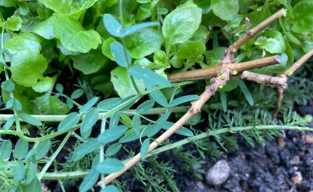 vetch growing round a stick