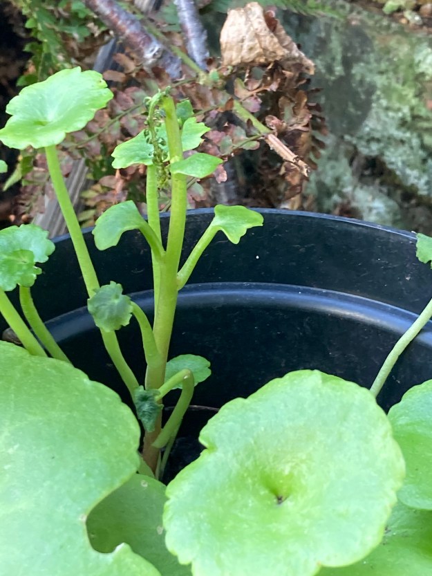 navelwort