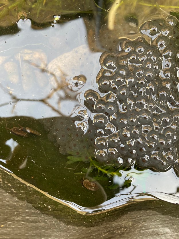 Frog spawn