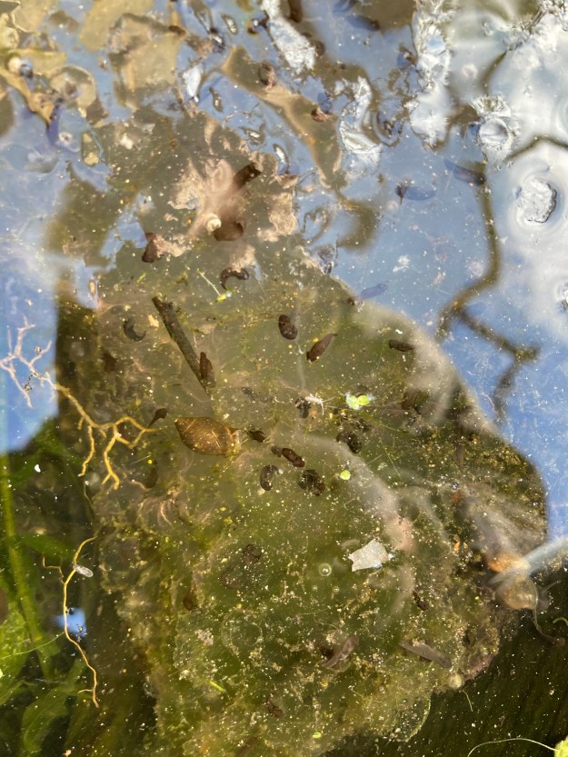 tadpoles in spawn