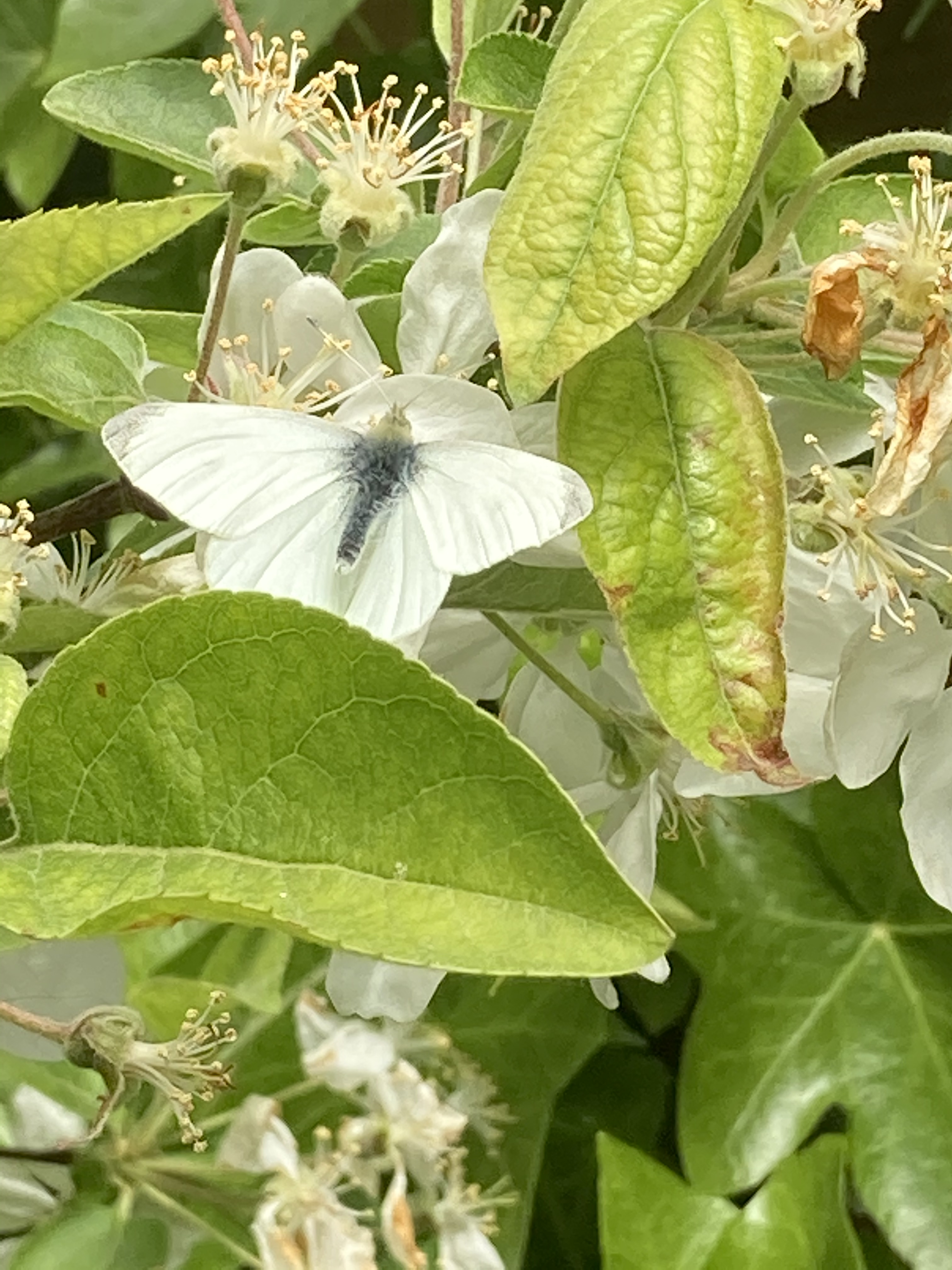 Insects on the crab apple | My Garden